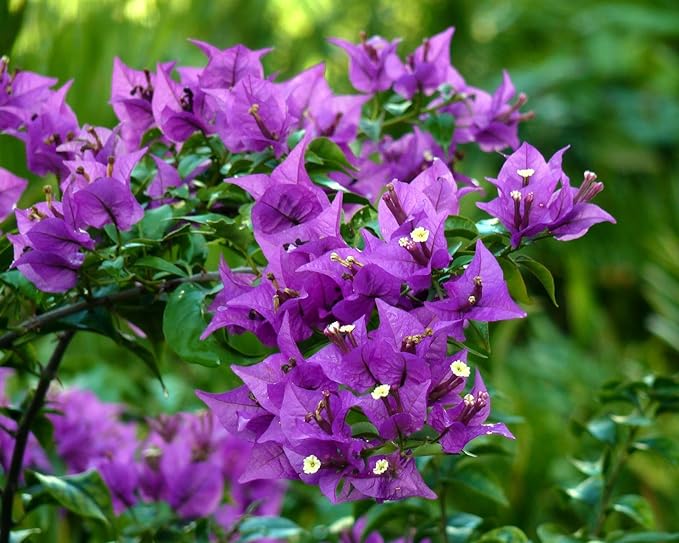 Violet Bougainvillea flower seeds for planting – Heirloom and Non-GMO Garden seeds