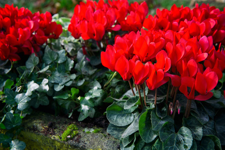 Heirloom Non-GMO Red Cyclamen Flower Seeds for Planting – Hardy Indoor & Outdoor Seeds