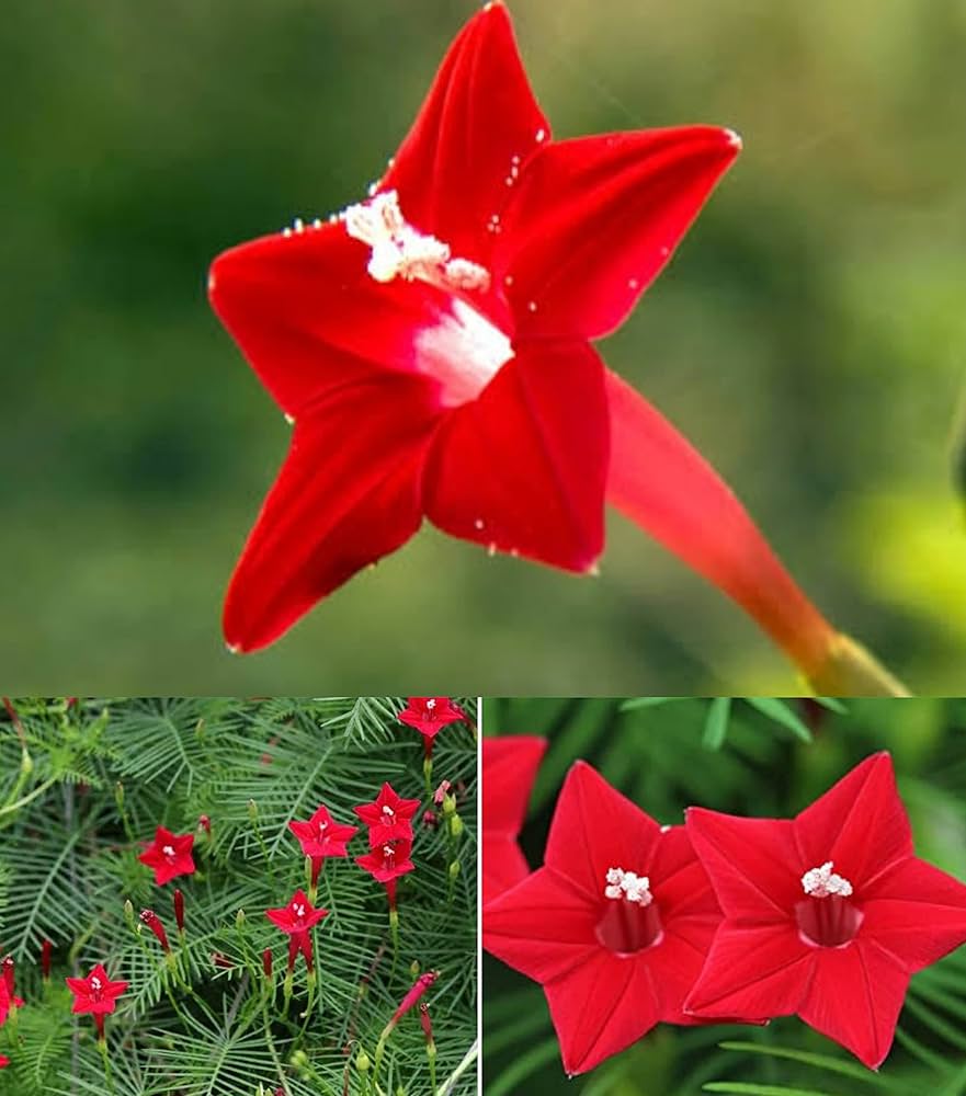 red cypress flower seeds