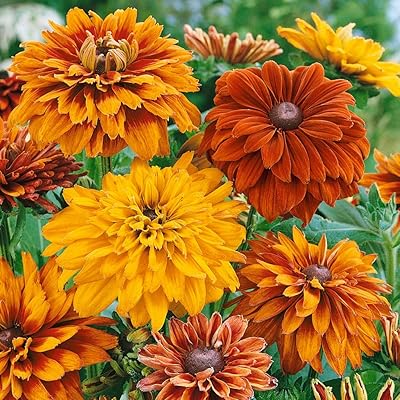 Yellow Rudbeckia Goldstrum Flower Seeds for Planting 100 pcs