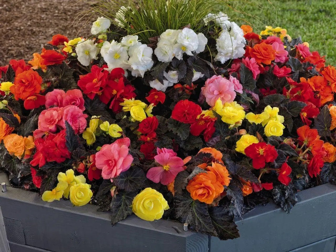 begonia mixed flower seeds