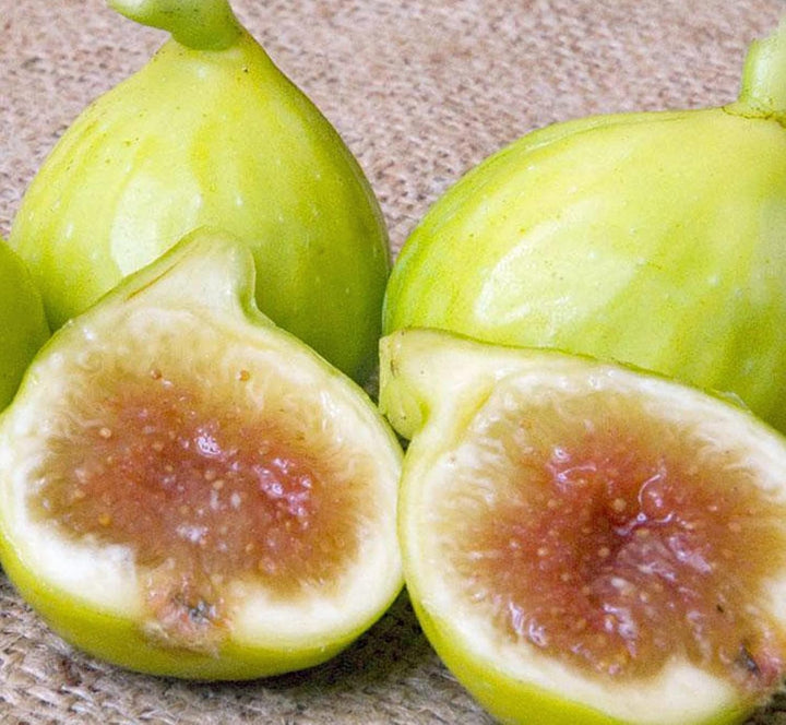 Kadota Fig Seeds for Planting – Heirloom, Non-GMO Fruit Seeds