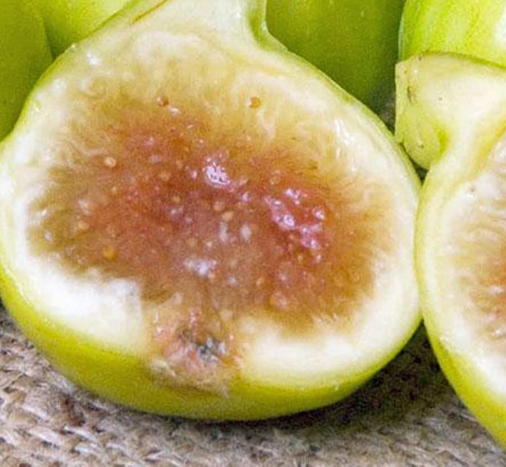 Kadota Fig Seeds for Planting – Heirloom, Non-GMO Fruit Seeds
