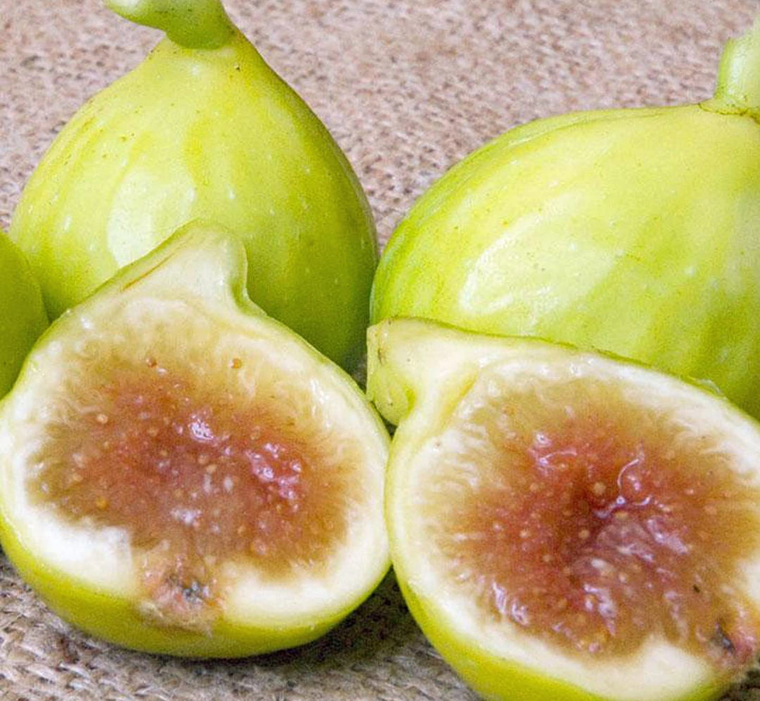 Kodota Exotic Fig Fruit Seeds for Planting - Sweet and Hardy Fig Variety for Delicious Harvests