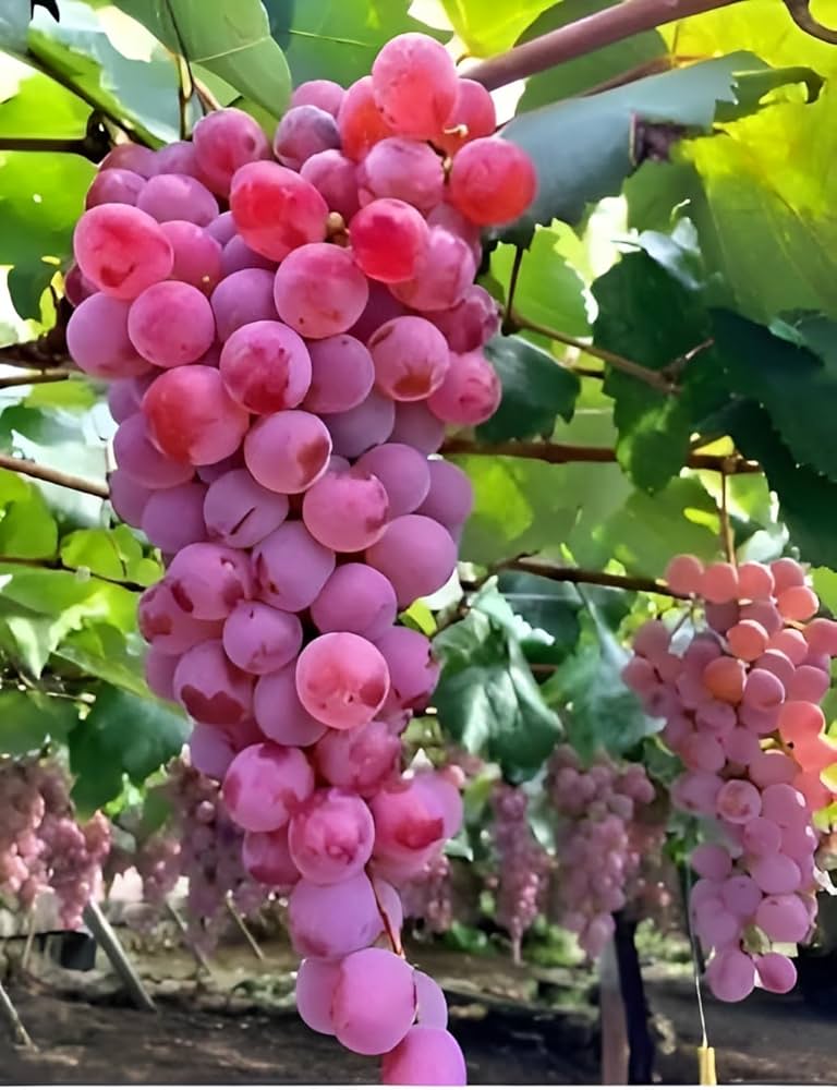 Miniature Grape Fruit Seeds for Planting - Dark Pink Color variety, Heirloom Seeds, GMO Free