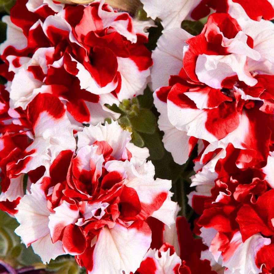 Fresh Petunia Flower Seeds for Planting, Red White 100 pcs