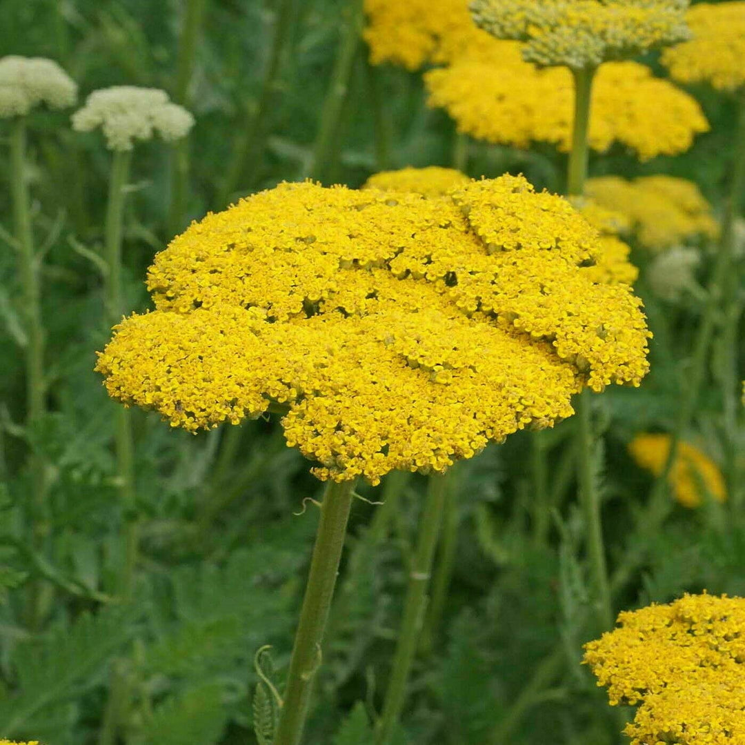 yellow heirloom flower seeds
