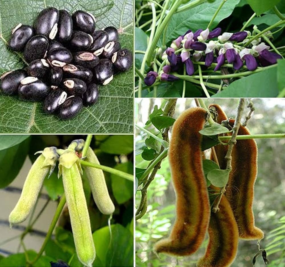 red mucuna flower seeds