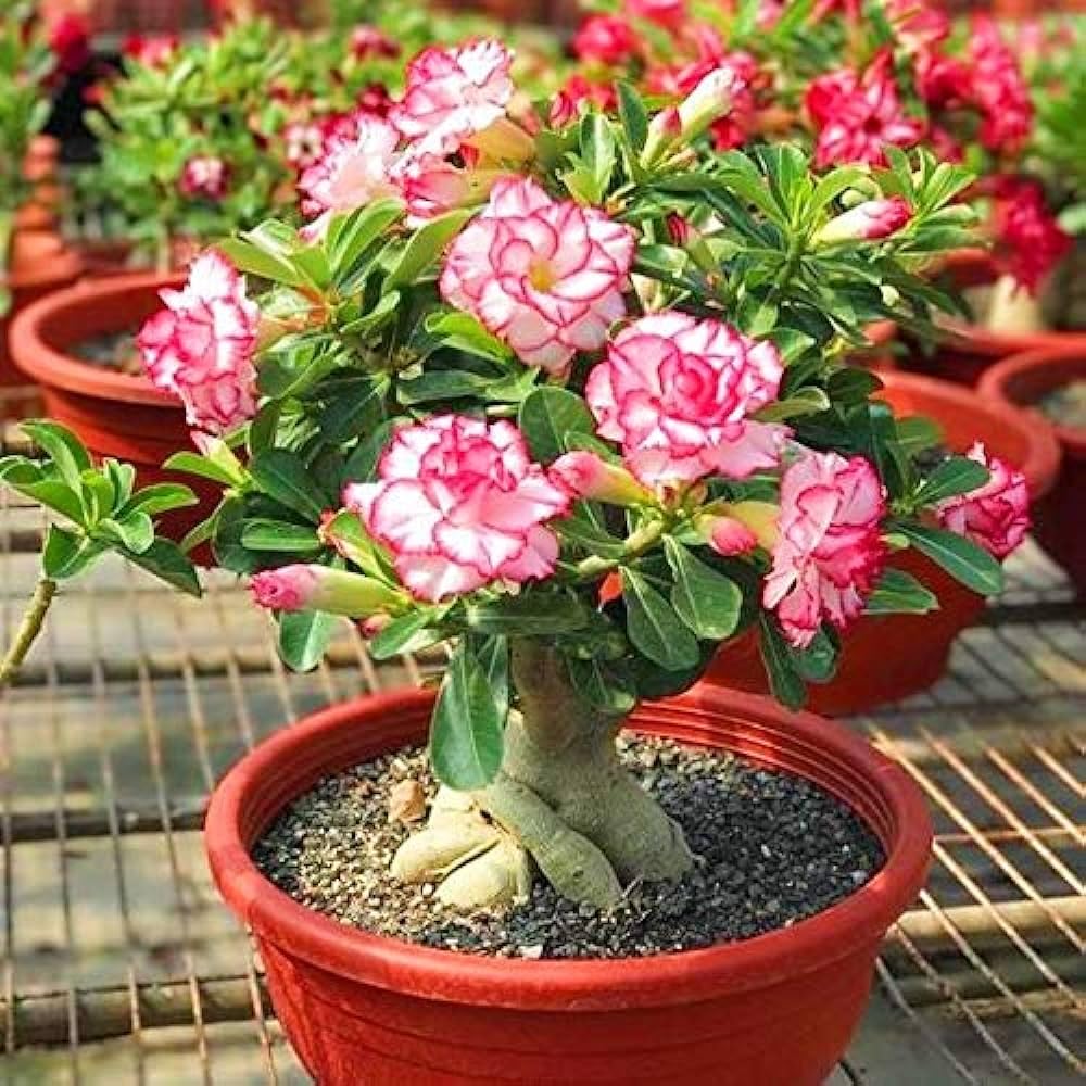 adenium obesum flower seeds