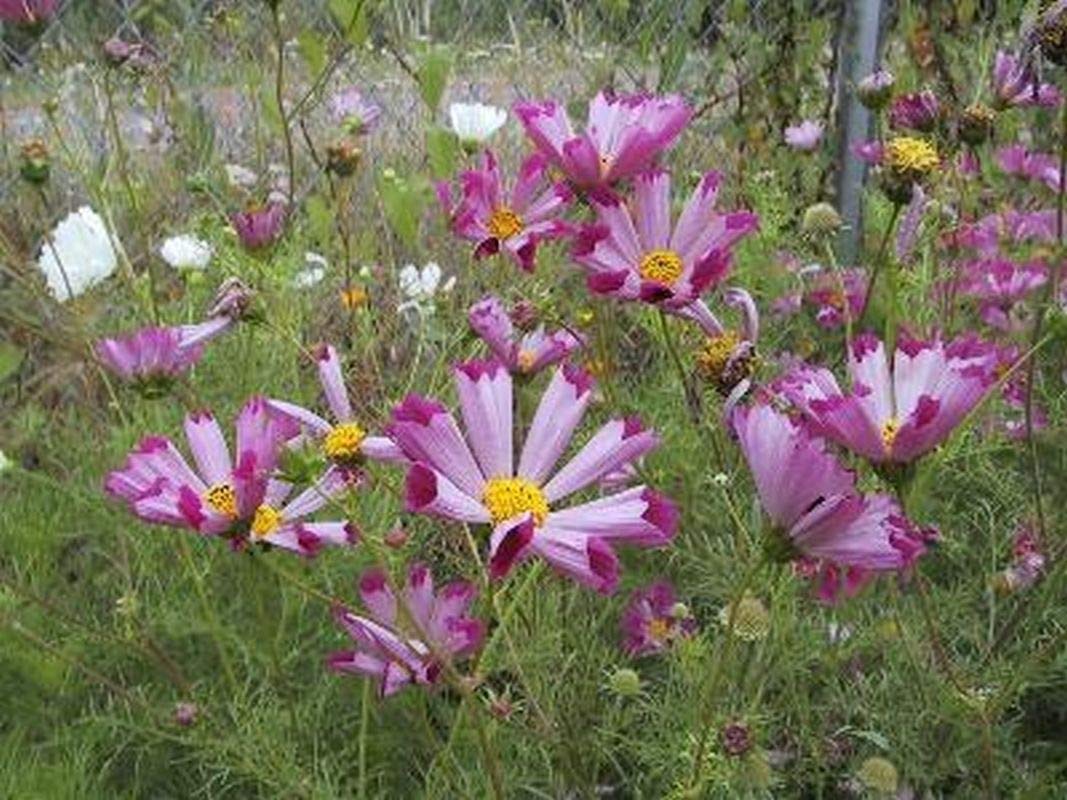 cosmos sea flower seeds