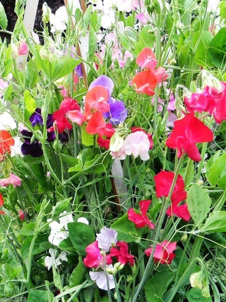 Everlasting Pea Flower Seeds for Planting 100 pcs