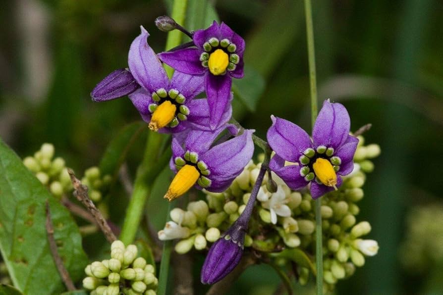 solanum dulcamara flower seeds