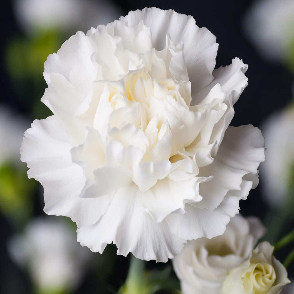 White Carnation Flower Dianthus Caryophyllus Flower Seeds for Home Garden Planting, Exotic Organic