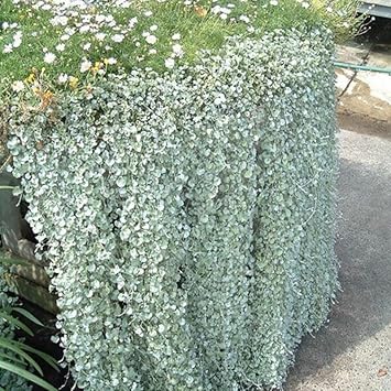 Flower Seeds, Seeds for Planting, Plant Seeds