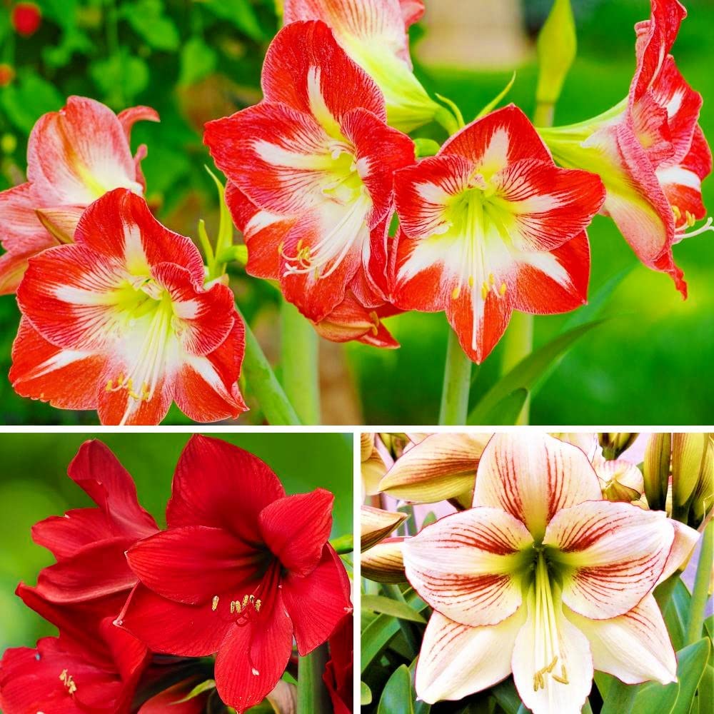 Amaryllis Mixed Colour Seeds for Planting | Heirloom, Non-GMO, Organic Blooming Flower Seeds