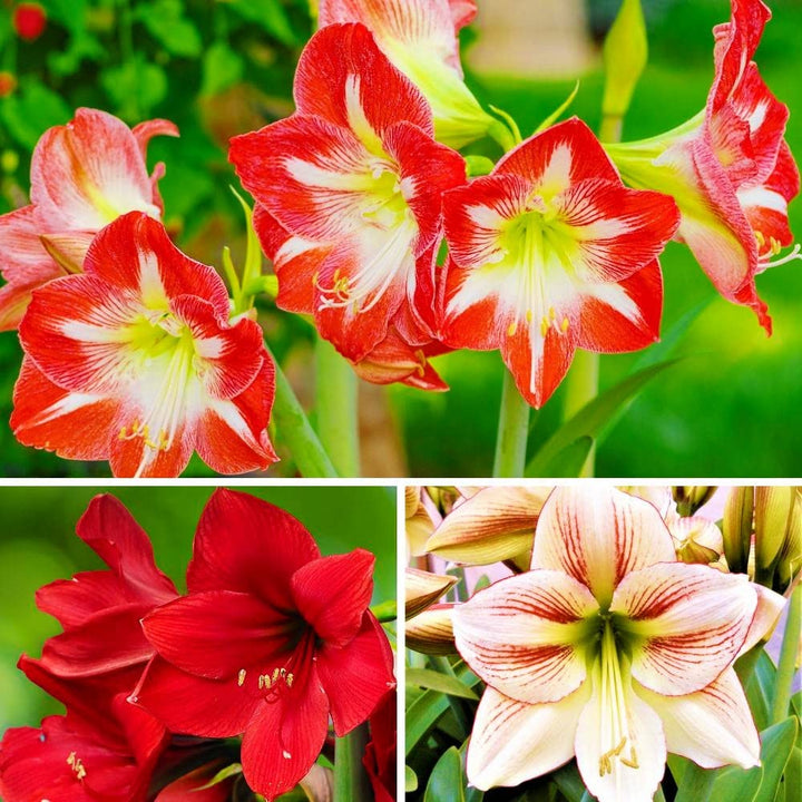 Amaryllis Mixed Colour Seeds for Planting | Heirloom, Non-GMO, Organic Blooming Flower Seeds