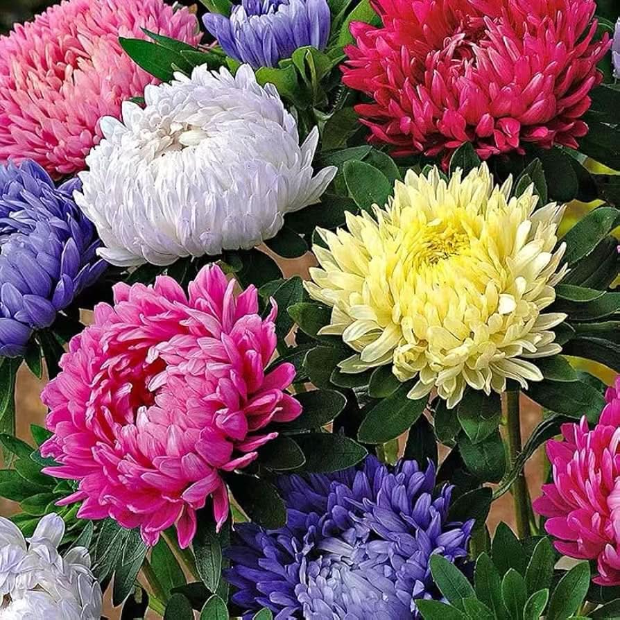 aster chinese flower seeds