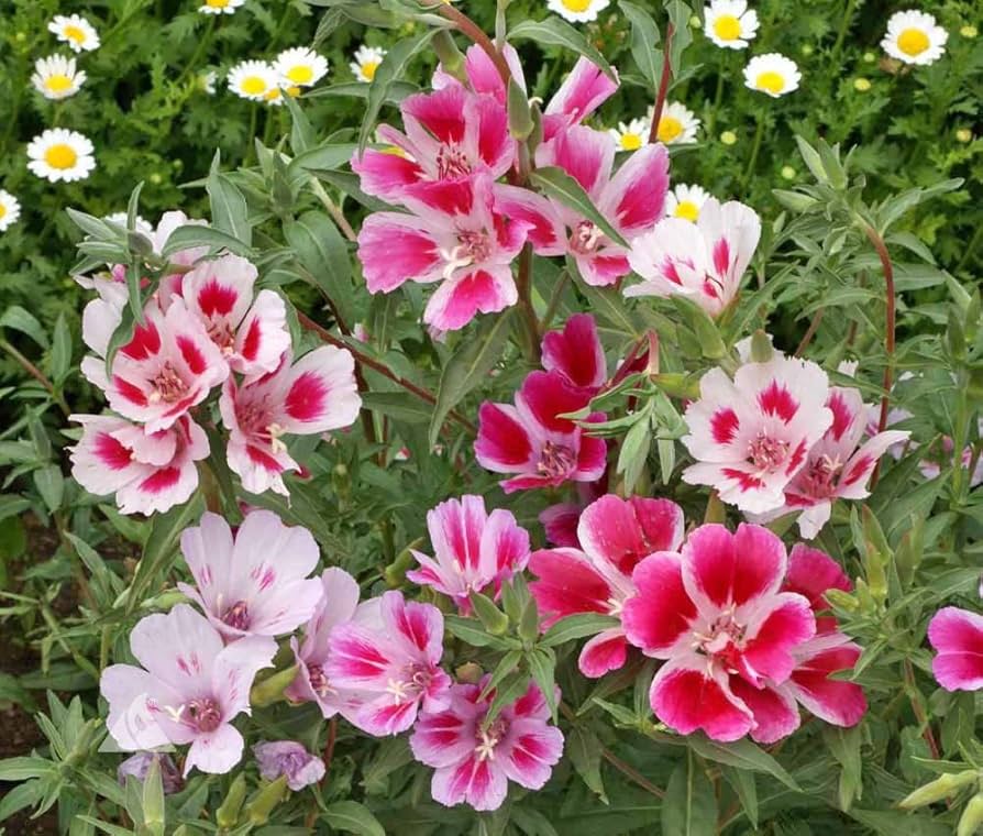 godetia dwarf flower seeds
