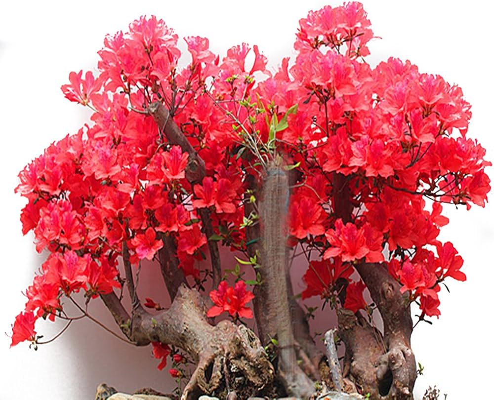 Red Simsii Bonsai Flower Seeds – Heirloom Non-GMO Azalea Seeds for Planting