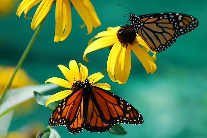 black yellow flower seeds