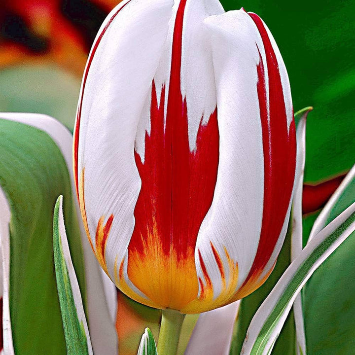 Hvide Røde Tulipan Blomsterfrø 100 stk