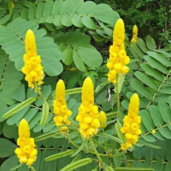 Heirloom Cassia Alata Flower Seeds – Non-GMO Medicinal & Ornamental Garden Seeds, High Germination Organic Seeds