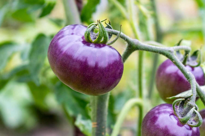 Heirloom Indigo Rose Tomato Vegetable Seeds for Planting