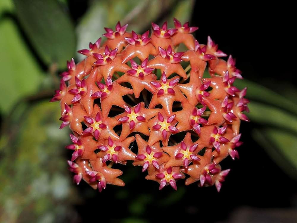 hoya carnosa flower seeds