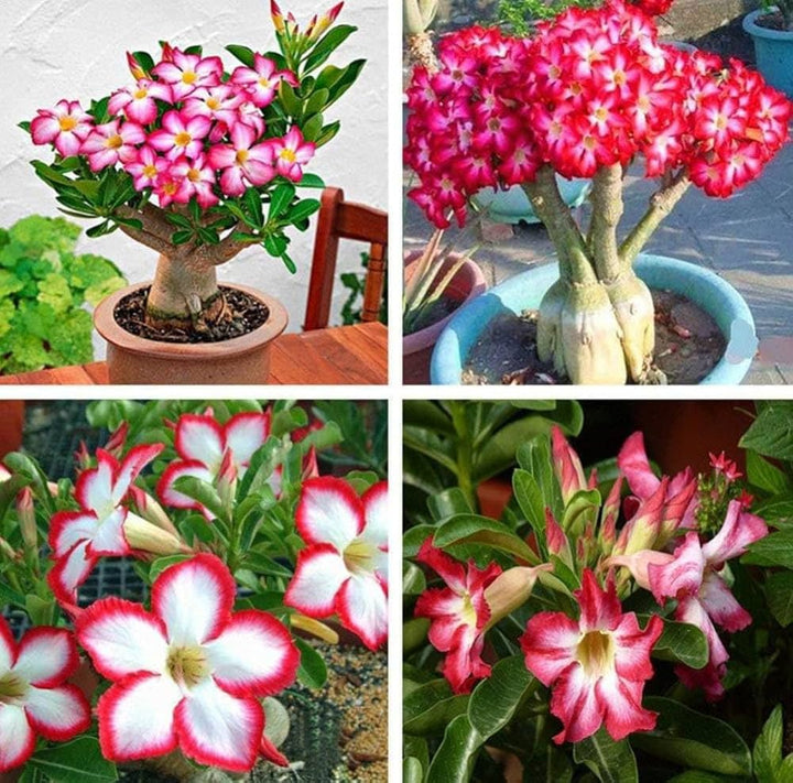 Adenium Arabicum Plant Seeds for Planting - 100 pcs