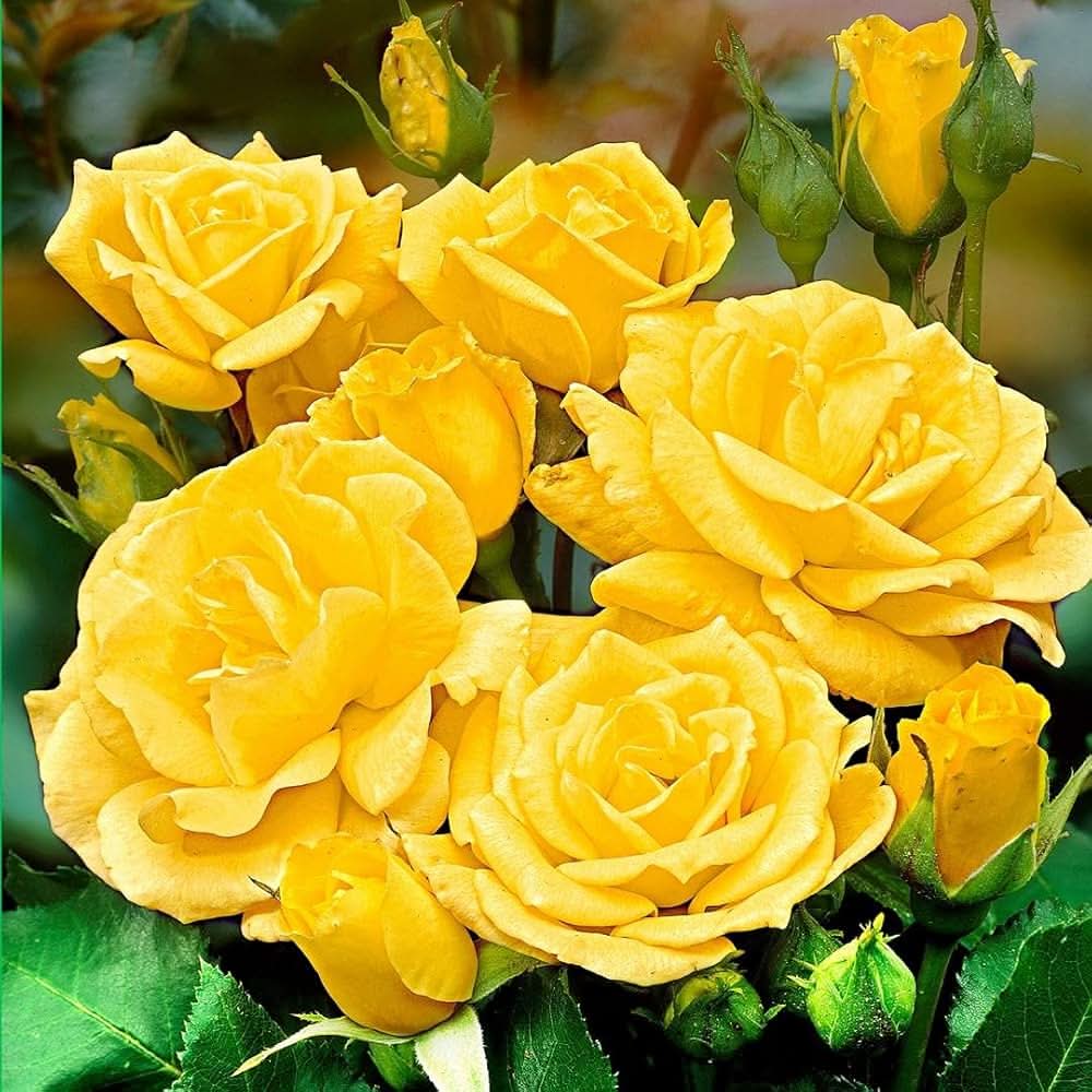 rose flower flower seeds
