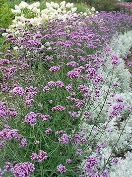 Flower Seeds, Seeds for Planting, Plant Seeds