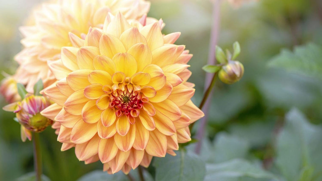 organic dahlia seeds Light Orange Dahlia Seeds for Planting – Heirloom, Non-GMO, Organic Garden Seeds with High Germination for Vibrant Blooms