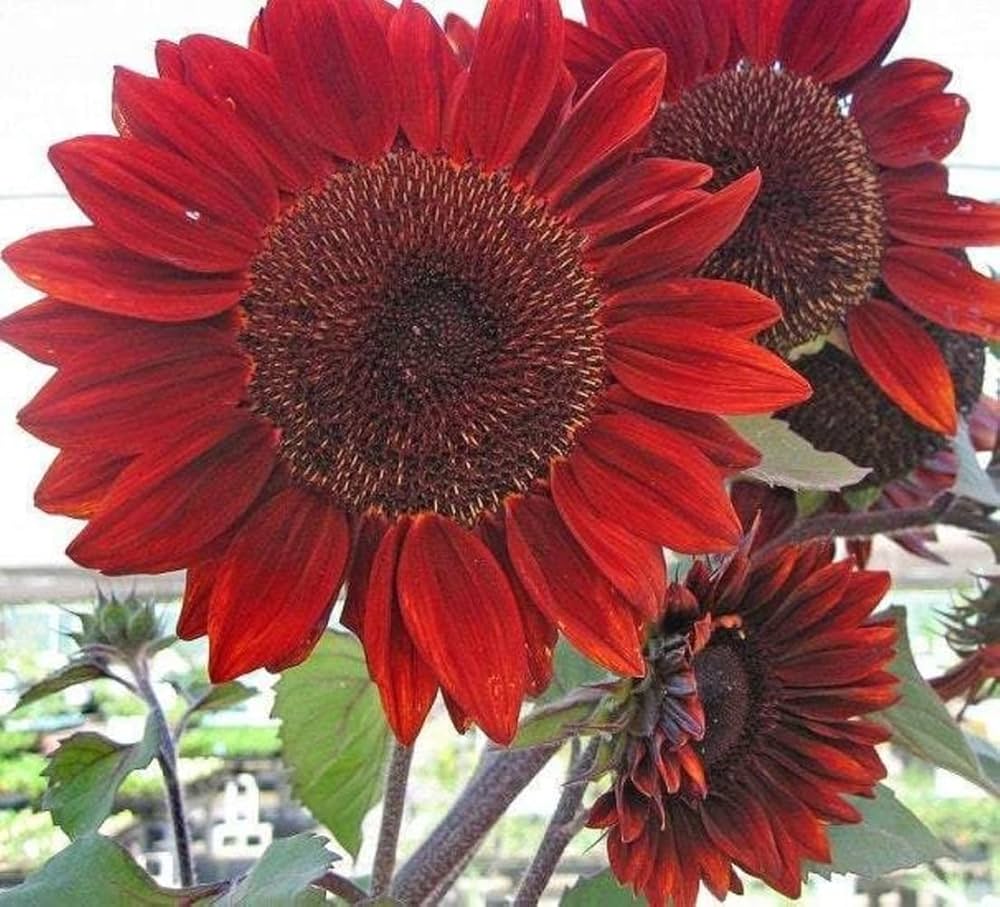 red sunflower flower seeds