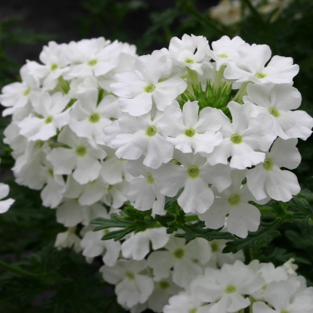 white mixed flower seeds