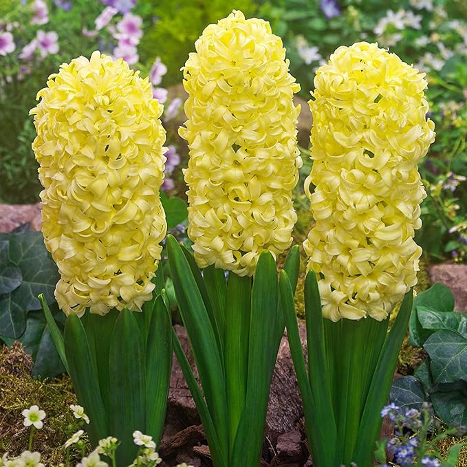 Organic Heirloom Non-GMO Yellow Hyacinth Seeds for Planting – Fragrant Spring Blooms