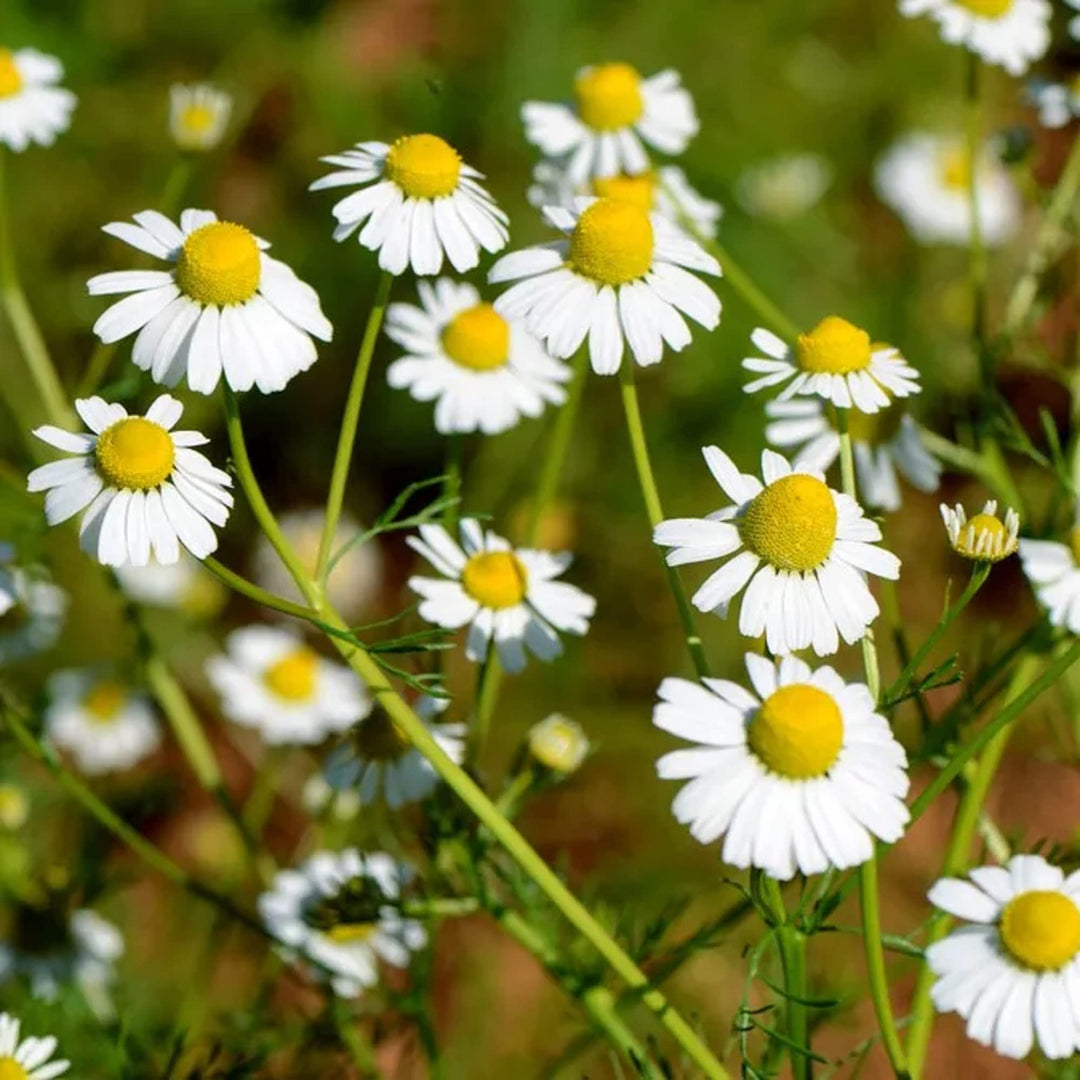 Chamaemelum blomsterfrø til udplantning, 100 stk