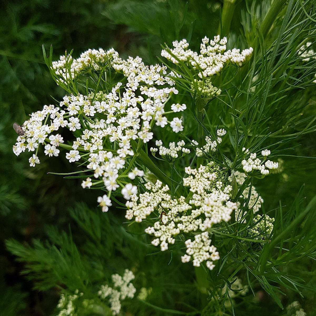 Flower Seeds, Seeds for Planting, Plant Seeds