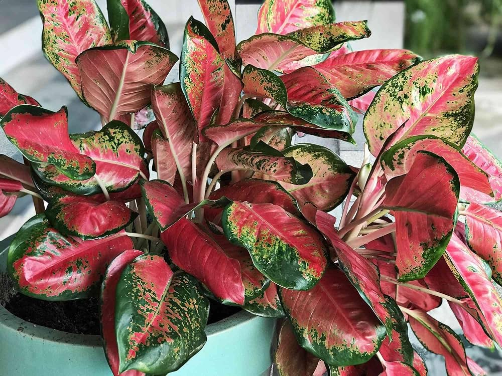 Aglaonema røde blomsterfrø til plantning - 100 stk