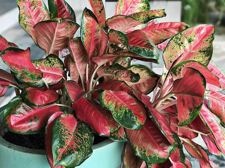 Aglaonema Red Flower Seeds for Planting - 100 pcs