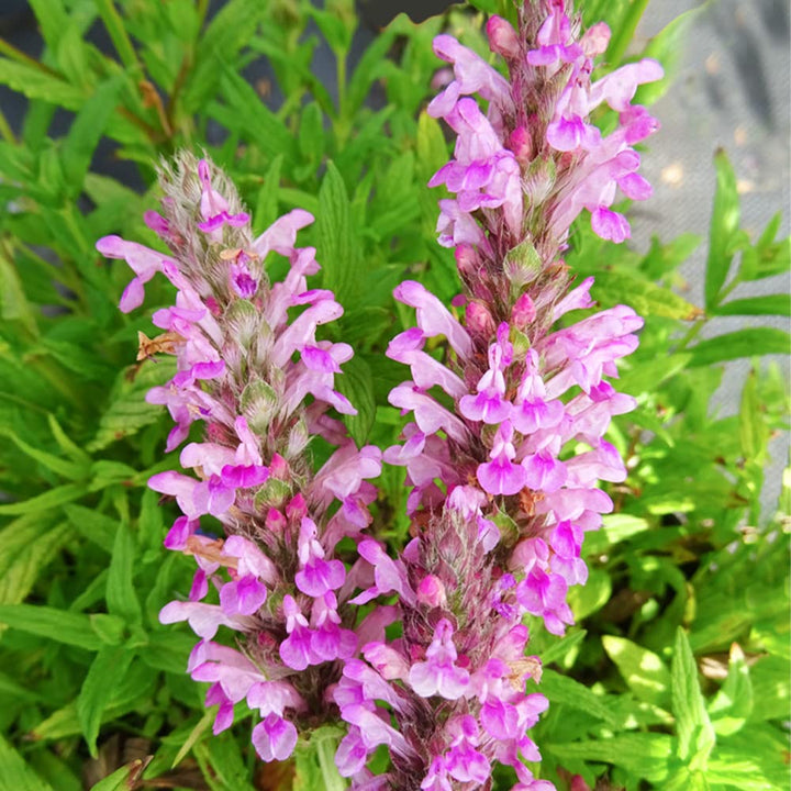 Nepeta Parnassica Plantefrø til udplantning 100 stk