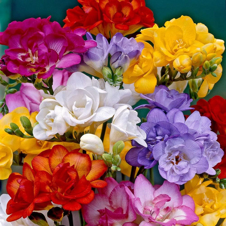 Mixed Color Freesia Flower Seeds – Non-GMO Spring Seeds for Vibrant Garden Blooms