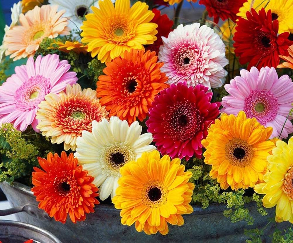 gerbera gerbera flower seeds