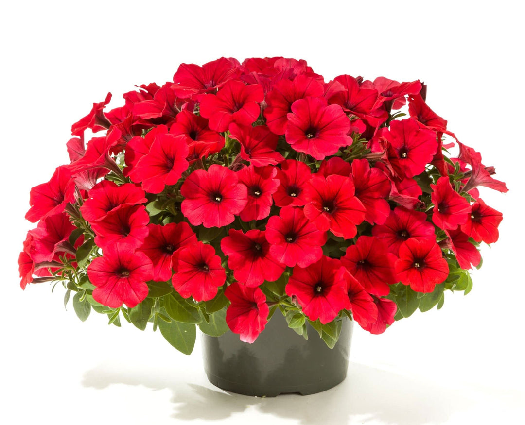 petunia petunia flower seeds