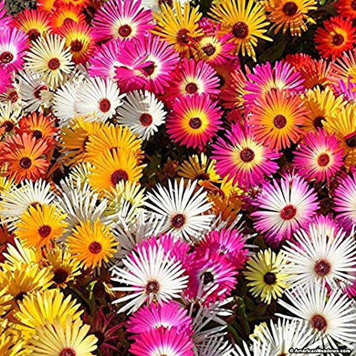 Mischfarbe Flower Seeds for Planting, 100 pcs