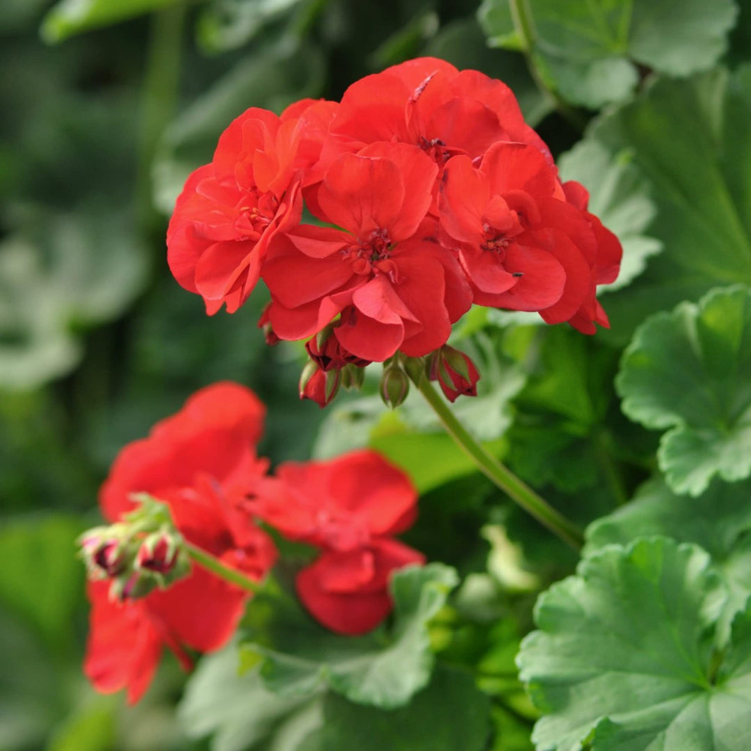 Orange Red Geranium Flower Seeds – Heirloom Non-GMO High Germination Seeds for Garden Planting