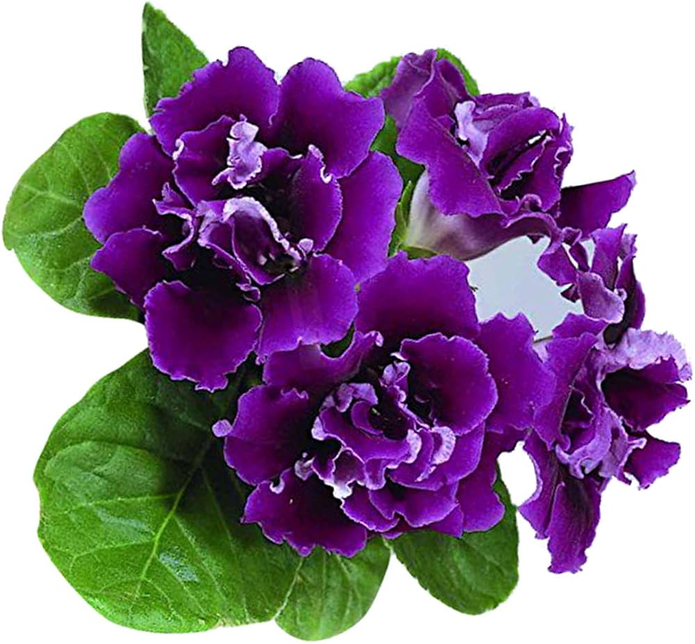 Gloxinia Blomsterfrø til Plantning, Violet, 100 stk