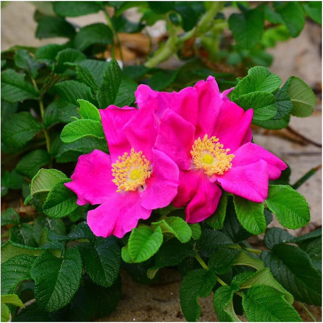 scented rose seeds Rugosa Seeds for Planting – Organic Heirloom Non-GMO Fragrant Rose Flo – Neeraseeds