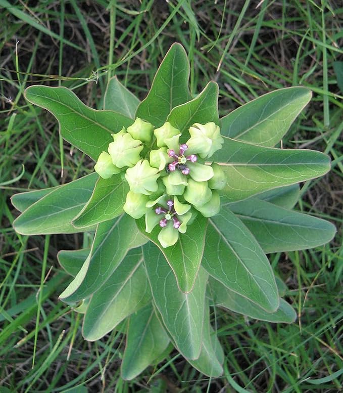 Asclepias blomsterfrø til plantning, arvestykke, ikke-GMO, 100 stk.