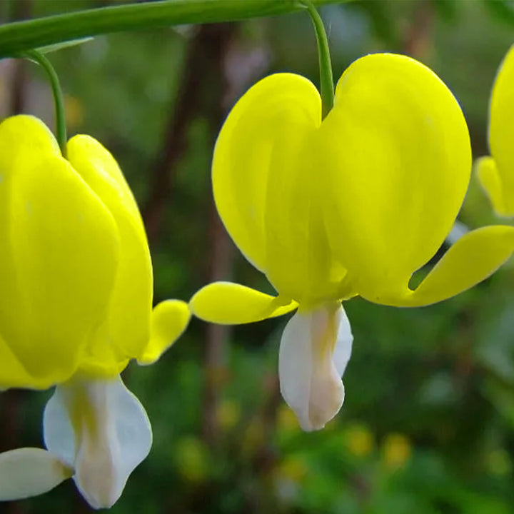 Heart Flower Seeds for Planting - Dark Yellow 100 pcs