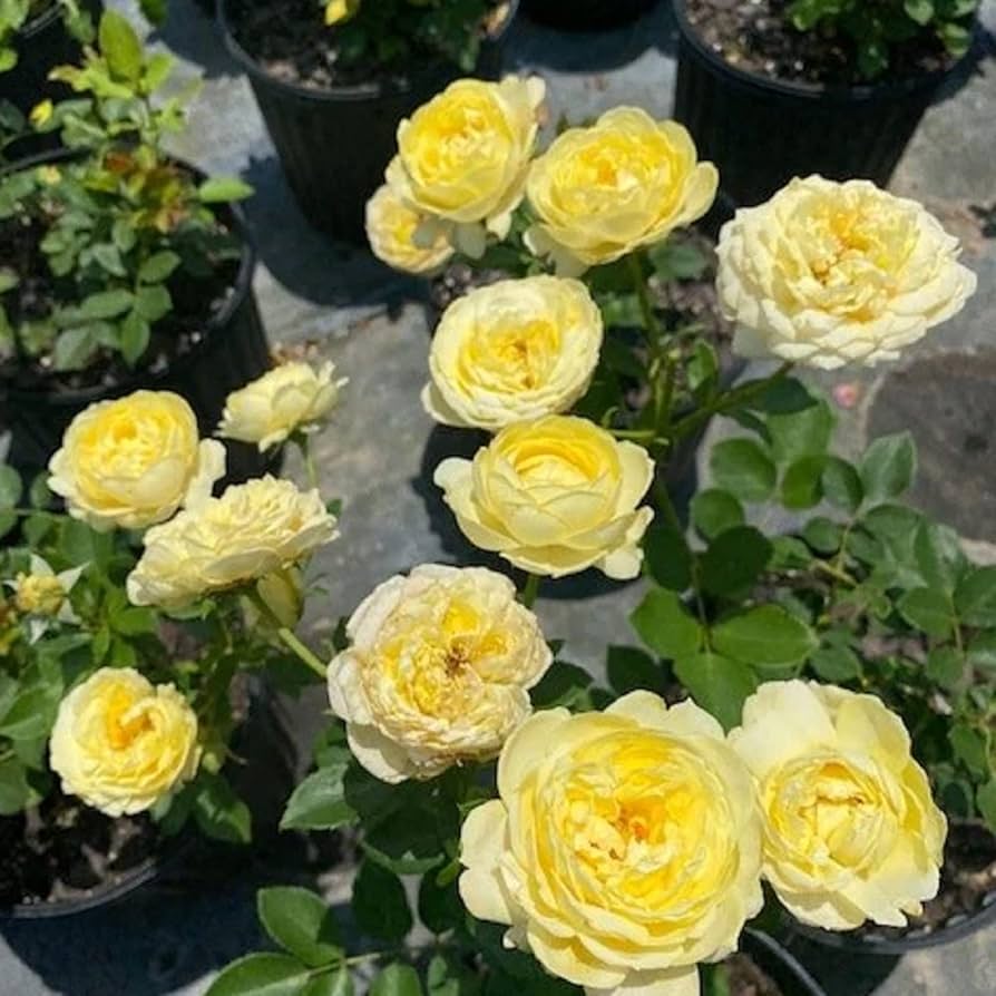 Yellow Climbing Rose Flower Seeds for Planting - 100 pcs